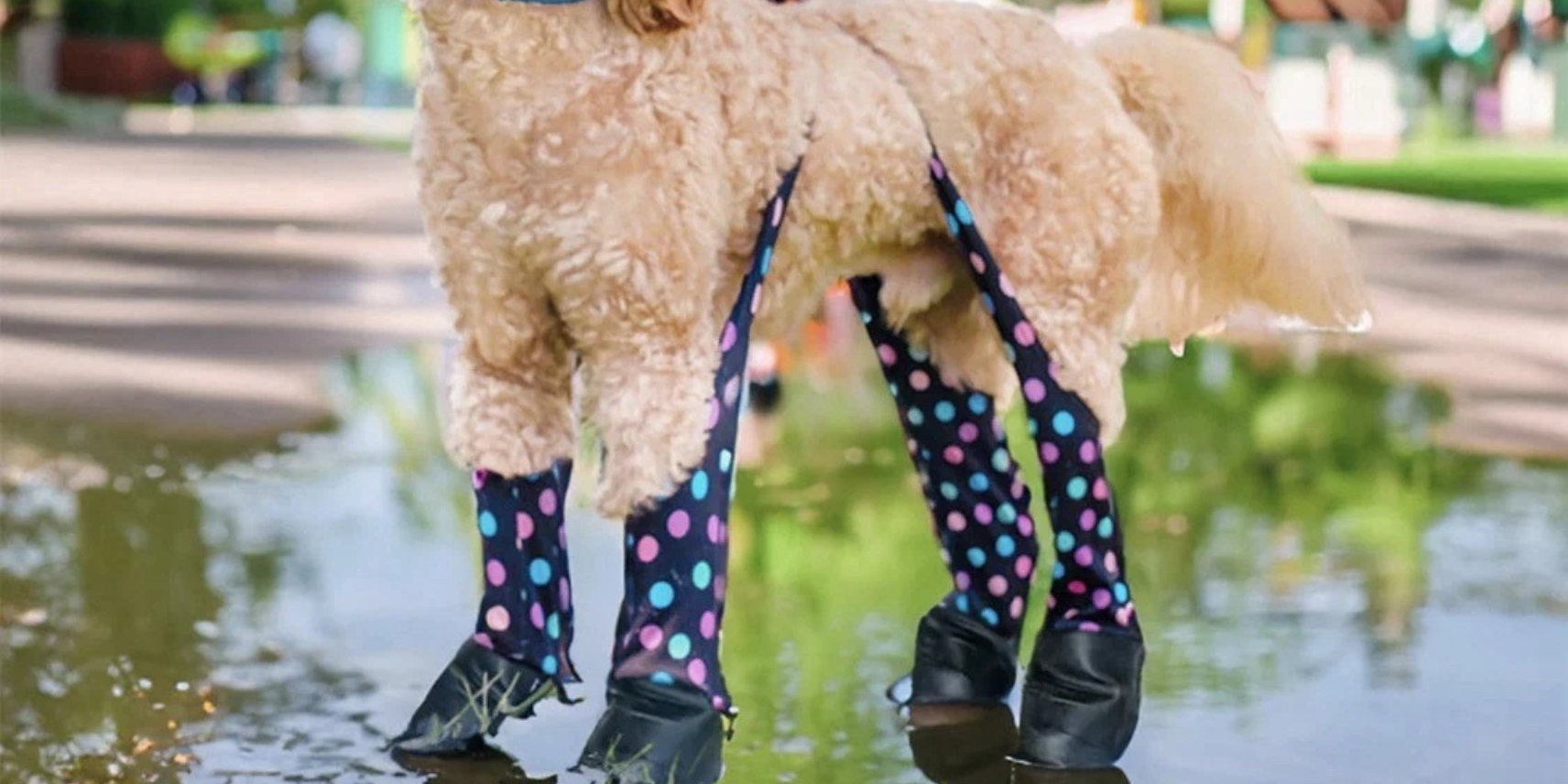 dog leggings